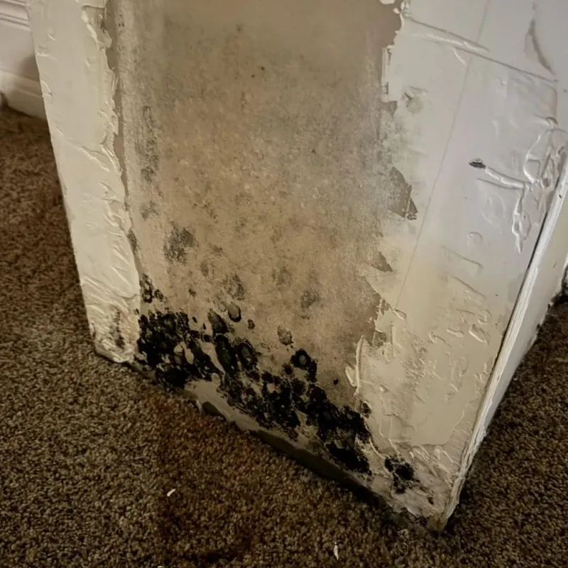Professional Mold Removal in Holcomb, KS